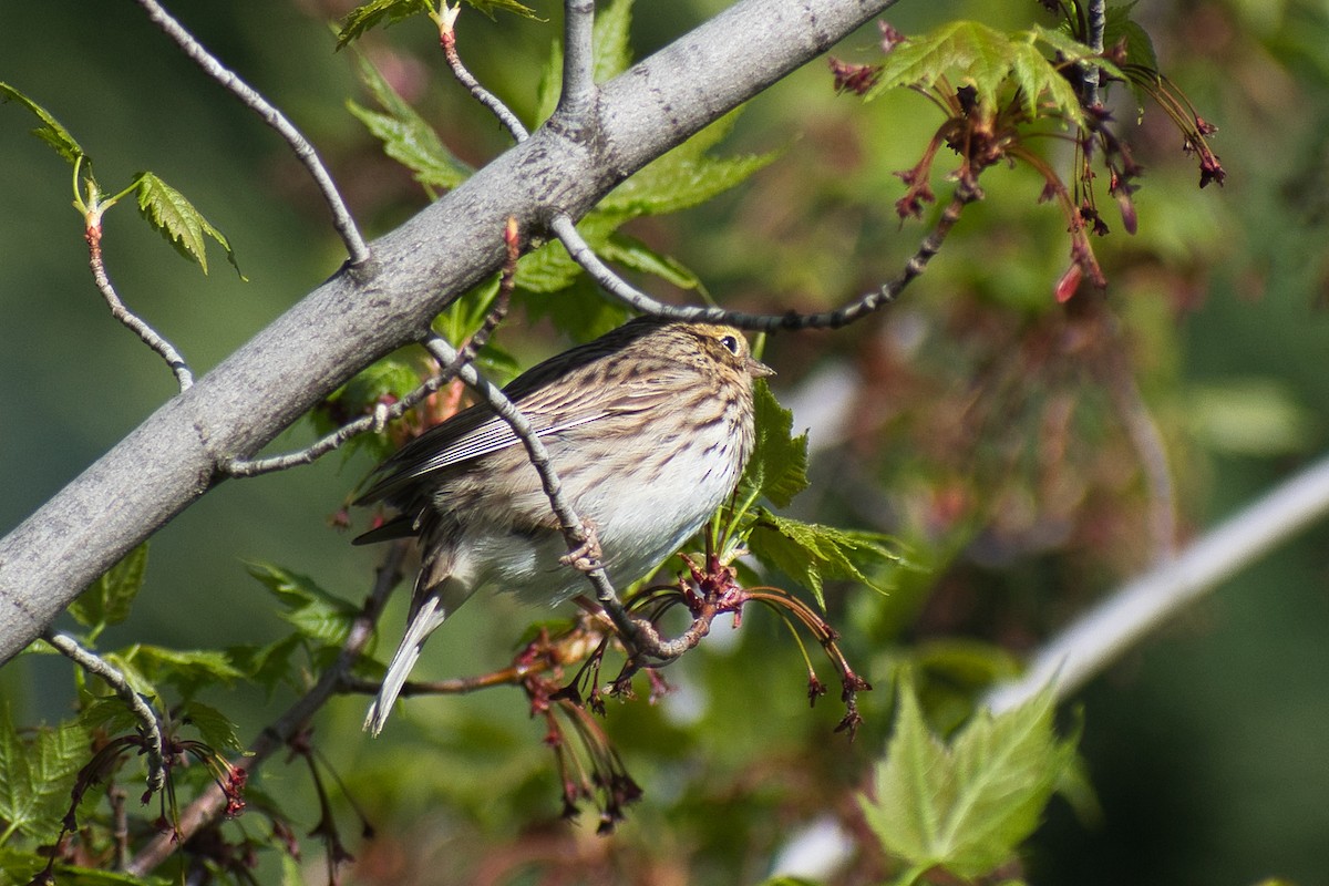 Savannah Sparrow - ML334929221