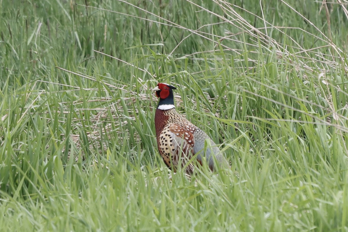 Ring-necked Pheasant - ML334929531