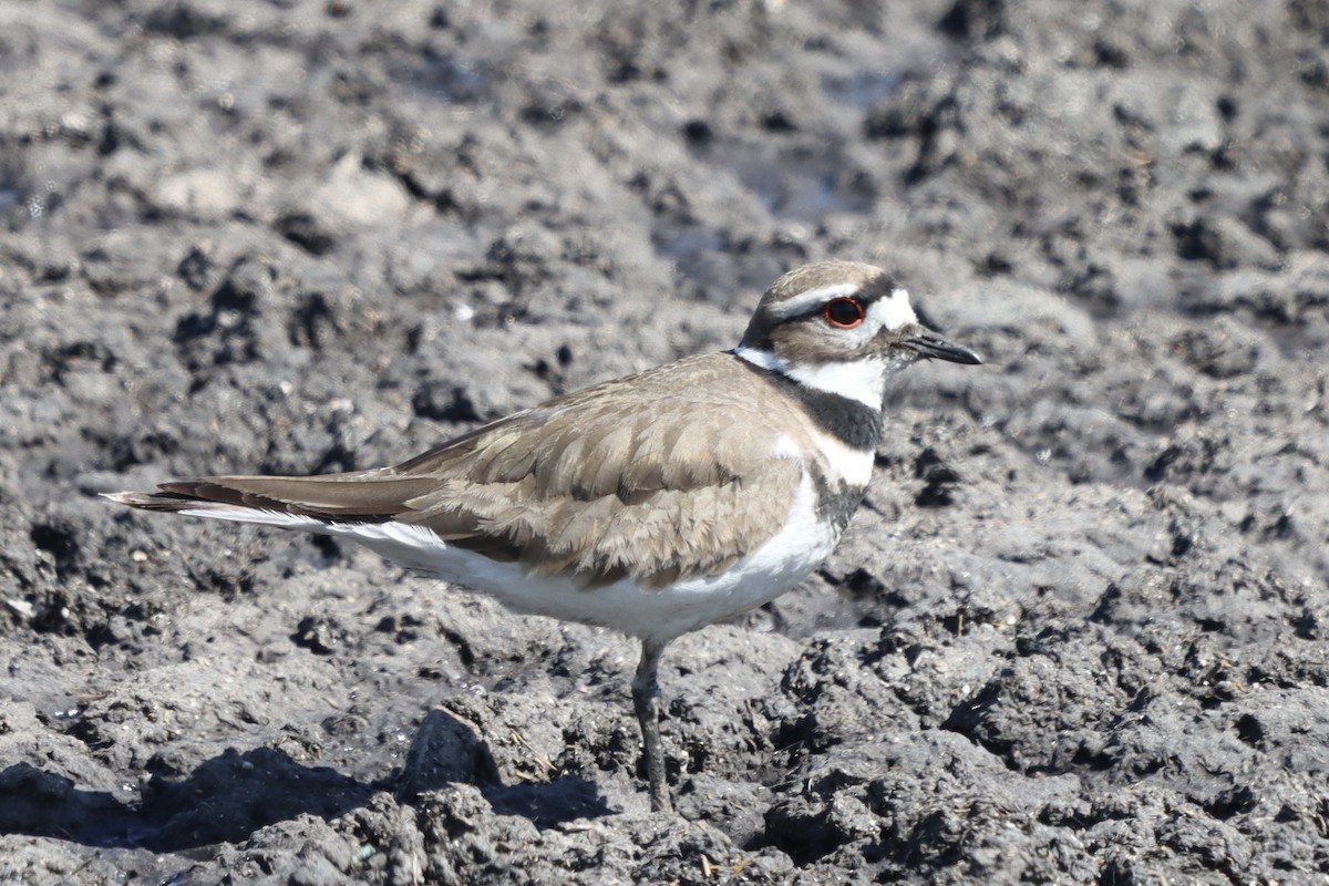 Killdeer - Rosemary Clapham