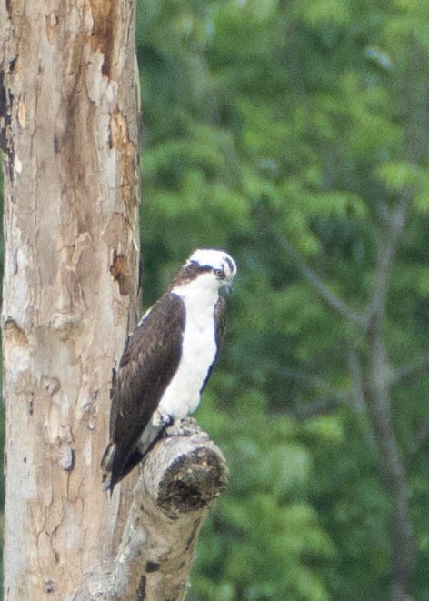 Osprey - ML334931011