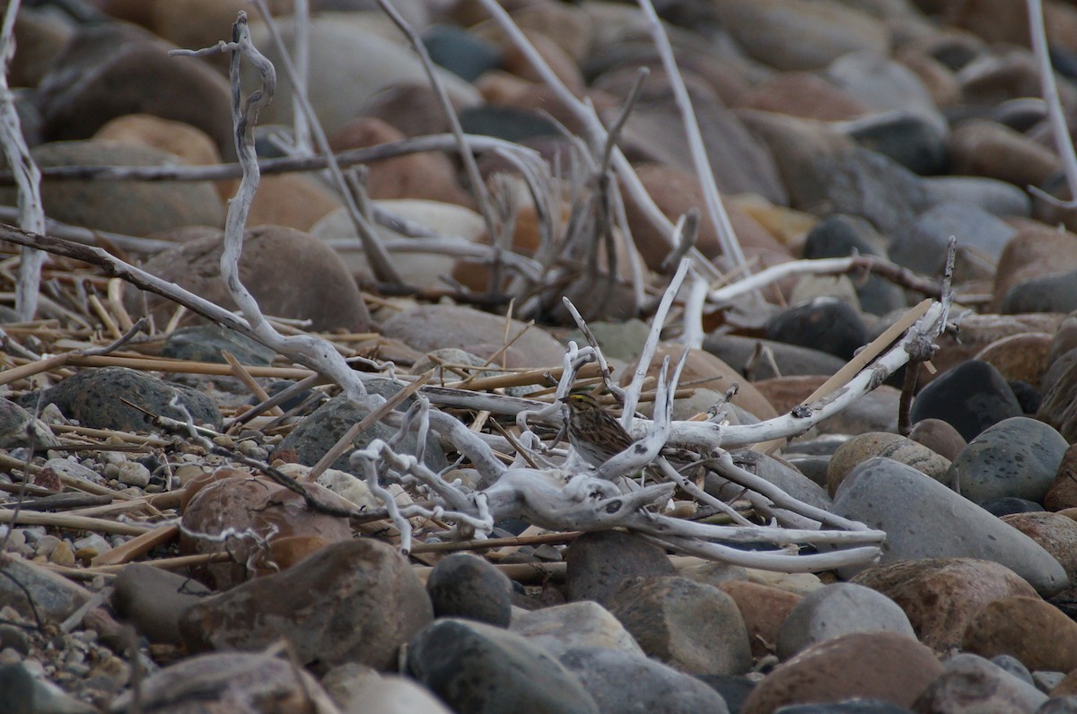 Savannah Sparrow - ML334931871