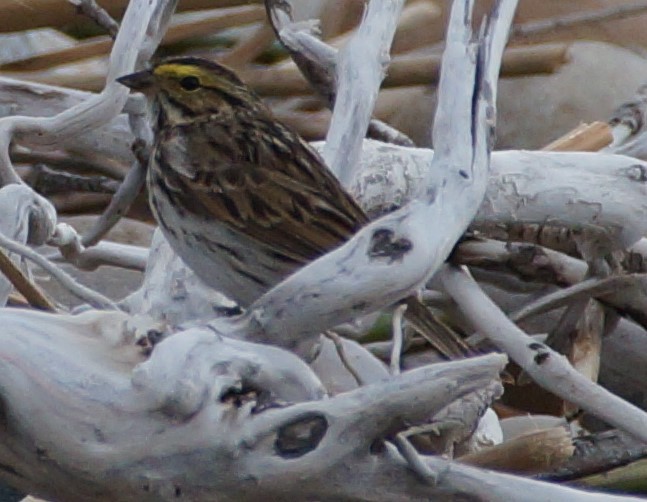Savannah Sparrow - ML334931891