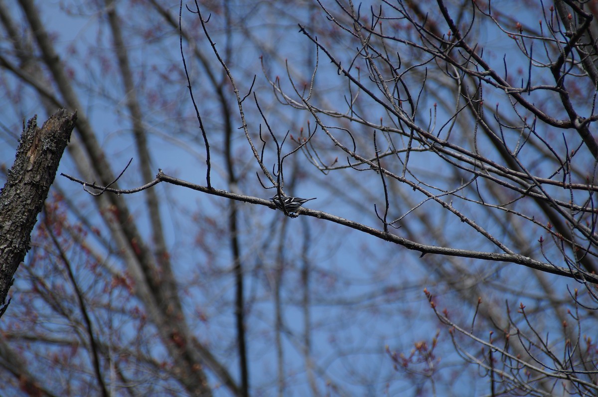 Black-and-white Warbler - ML334932021