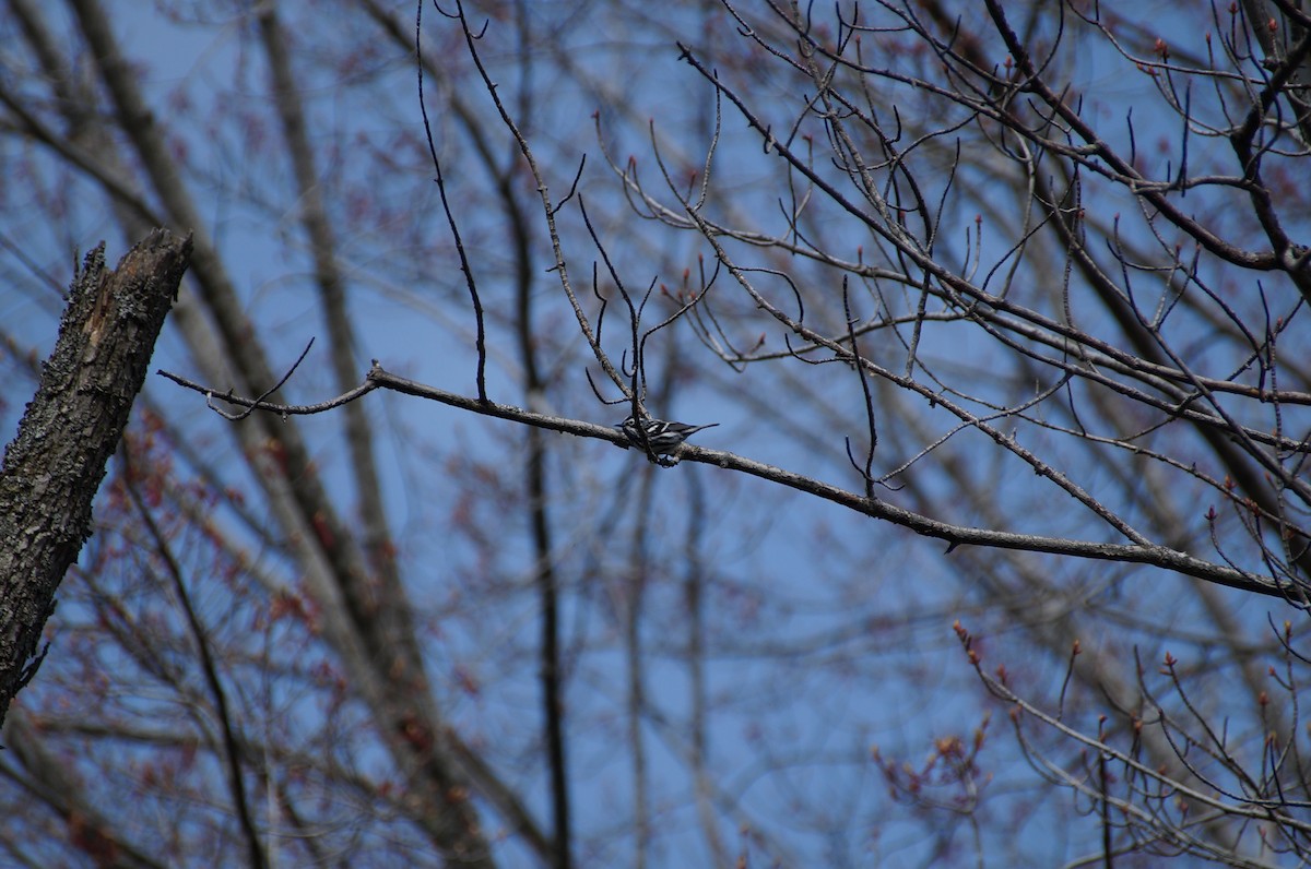 Black-and-white Warbler - ML334932041