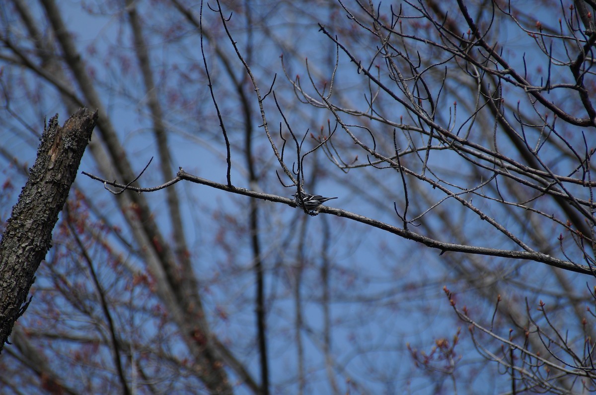 Black-and-white Warbler - ML334932111