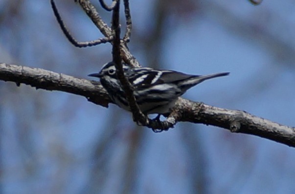 Black-and-white Warbler - ML334932161
