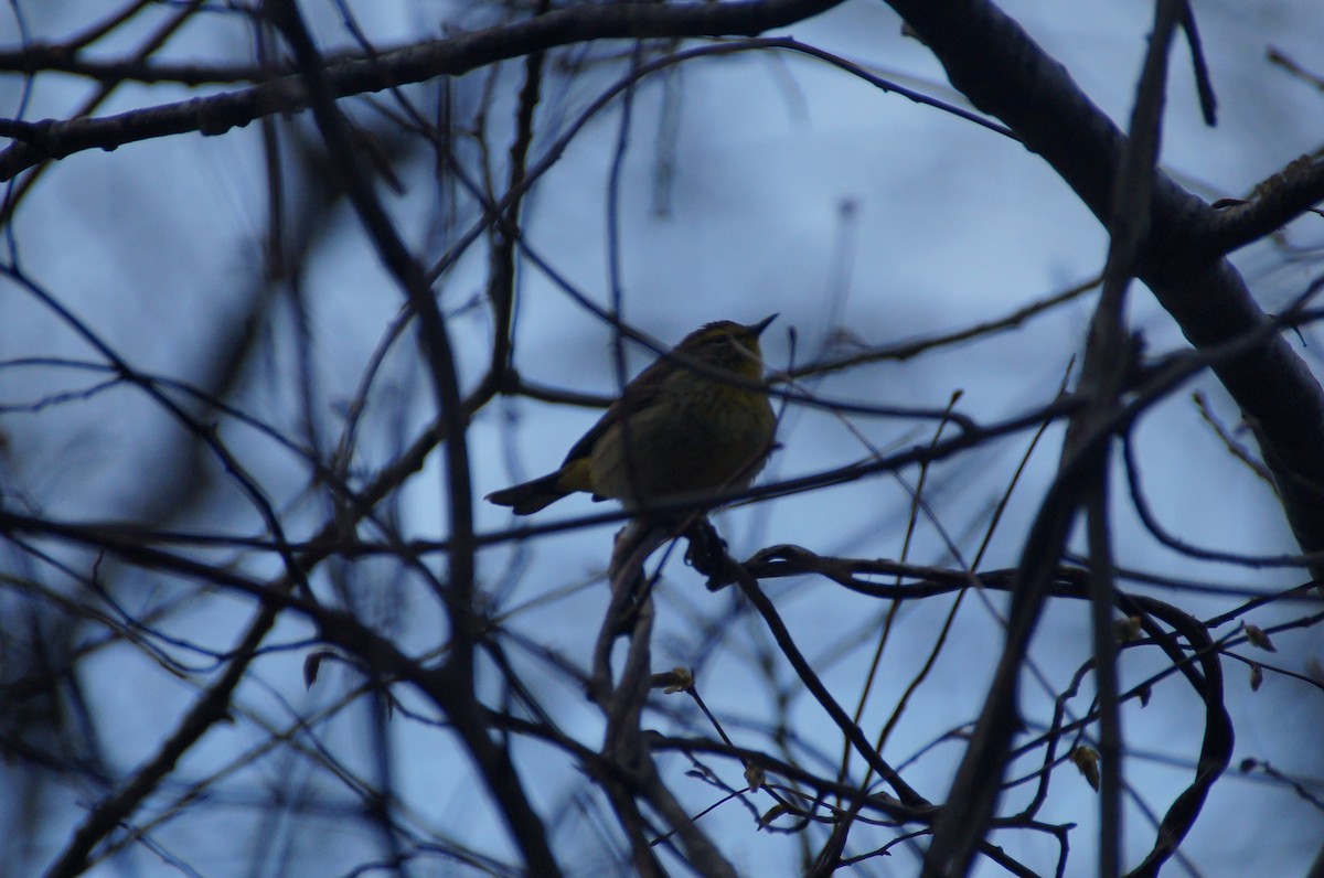 Palm Warbler - ML334932291