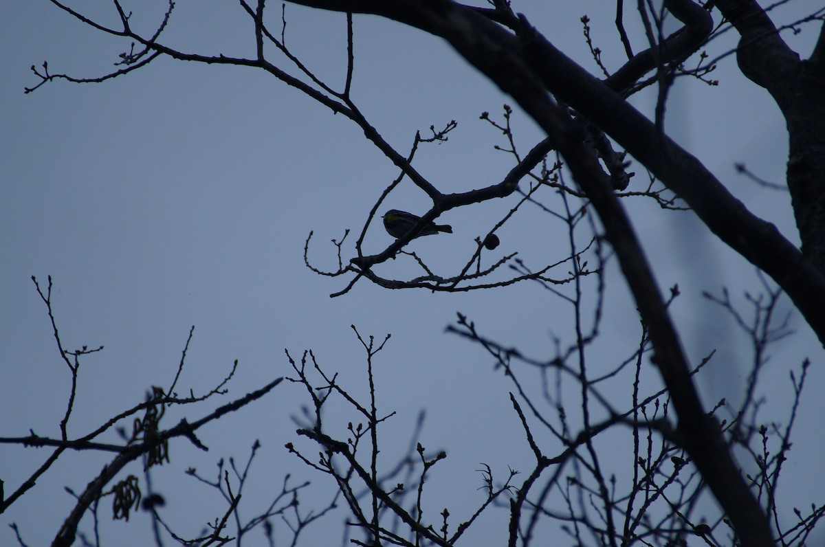 Yellow-rumped Warbler - ML334932351