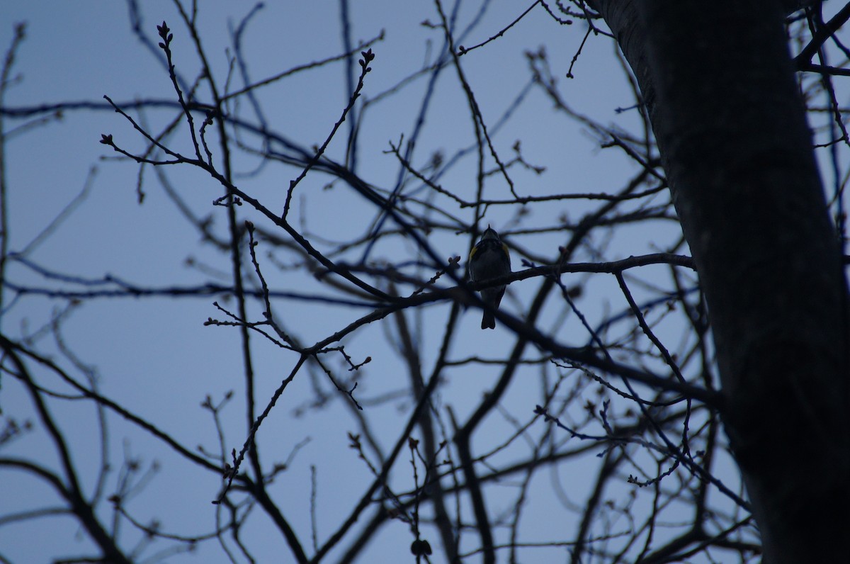 Yellow-rumped Warbler - ML334932361