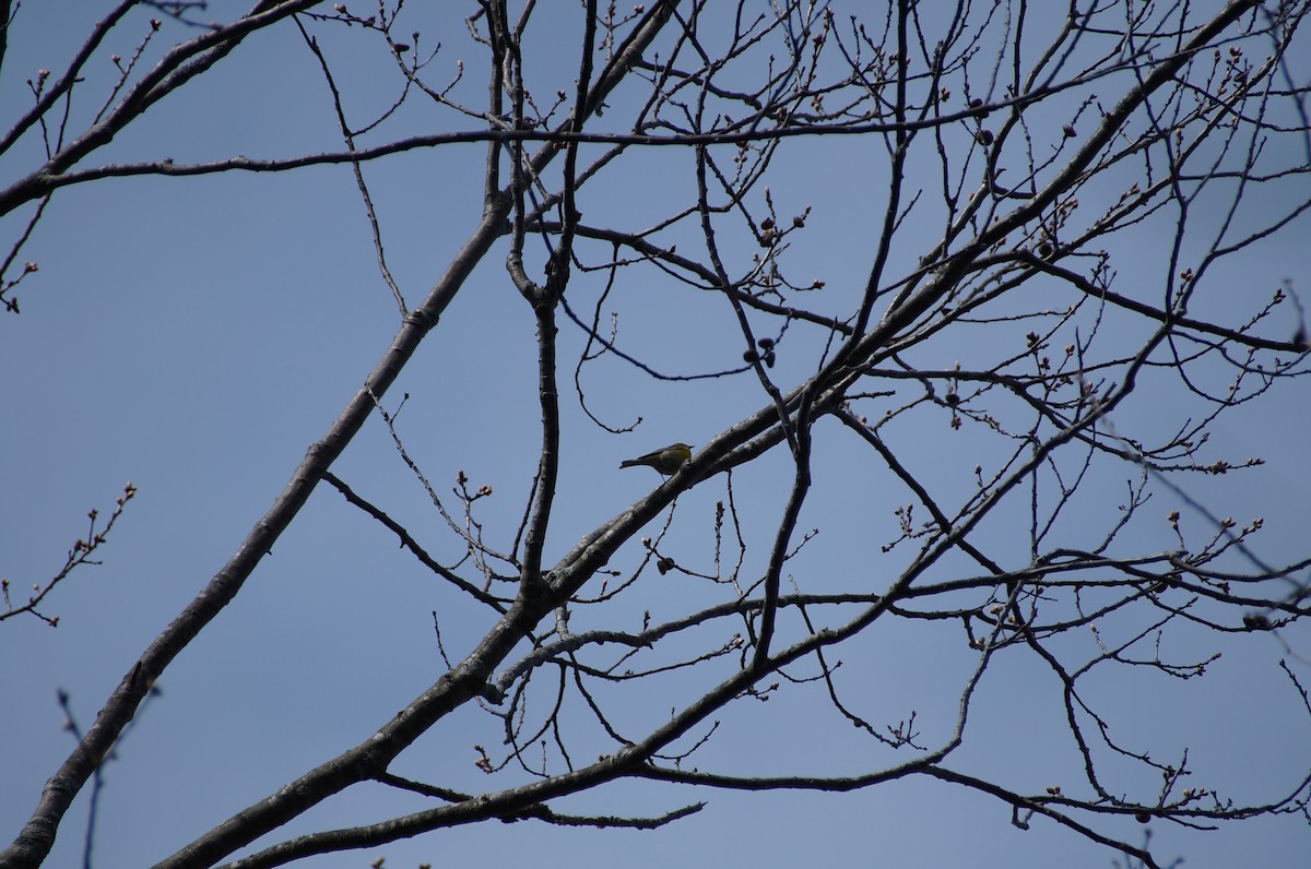 Pine Warbler - ML334932391