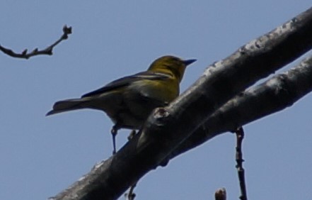 Pine Warbler - ML334932451