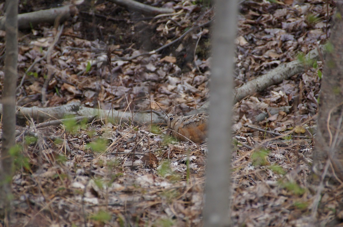 American Woodcock - ML334932501