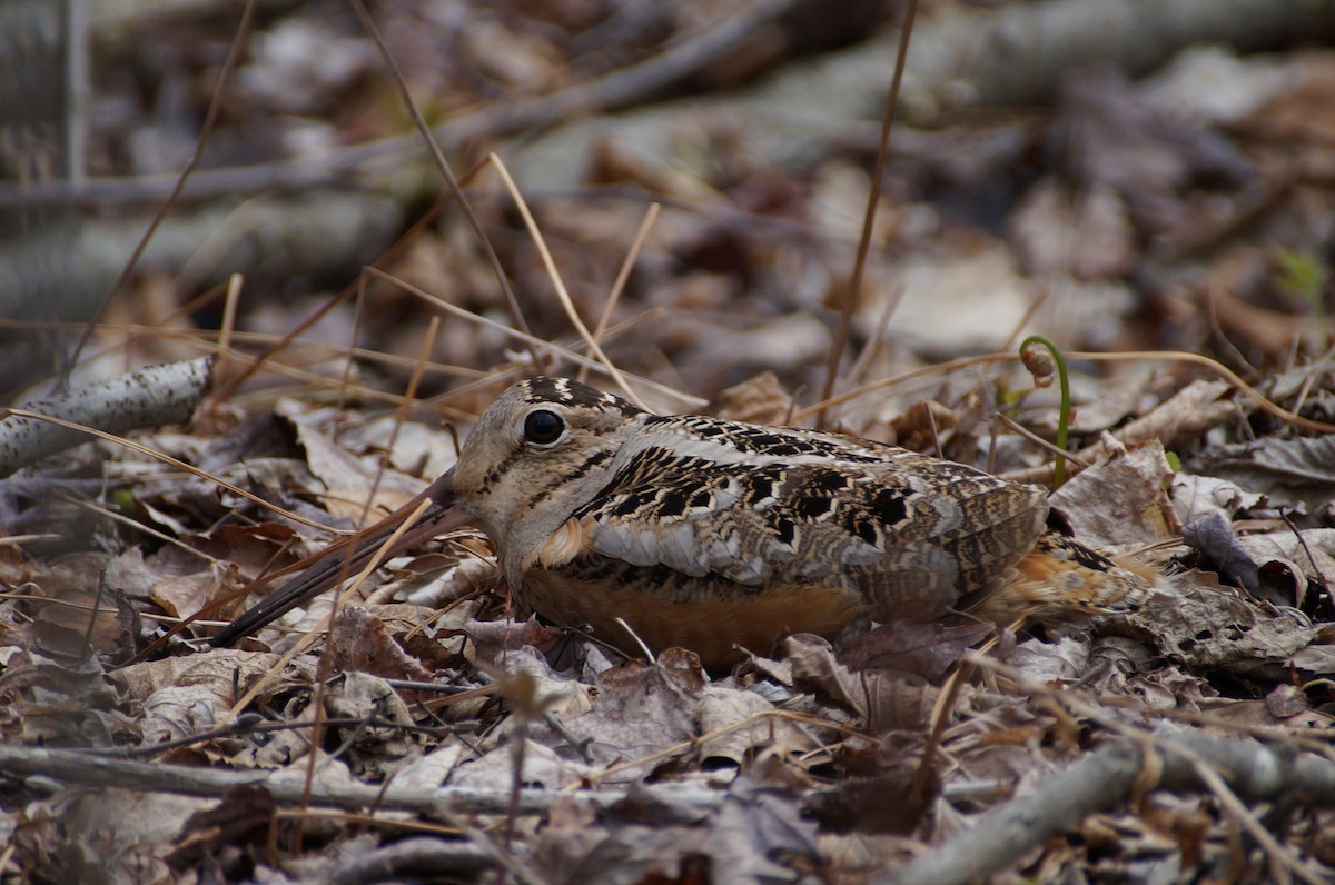 American Woodcock - ML334932541