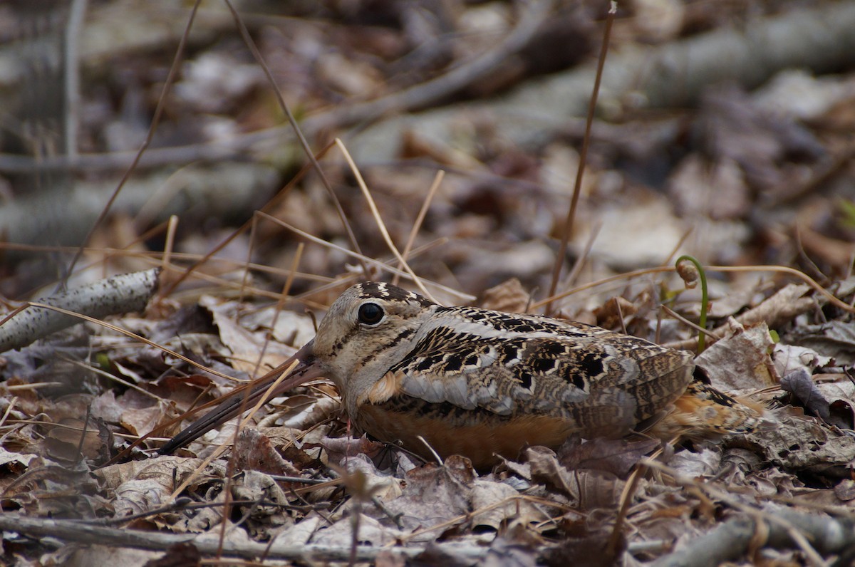 American Woodcock - ML334932571
