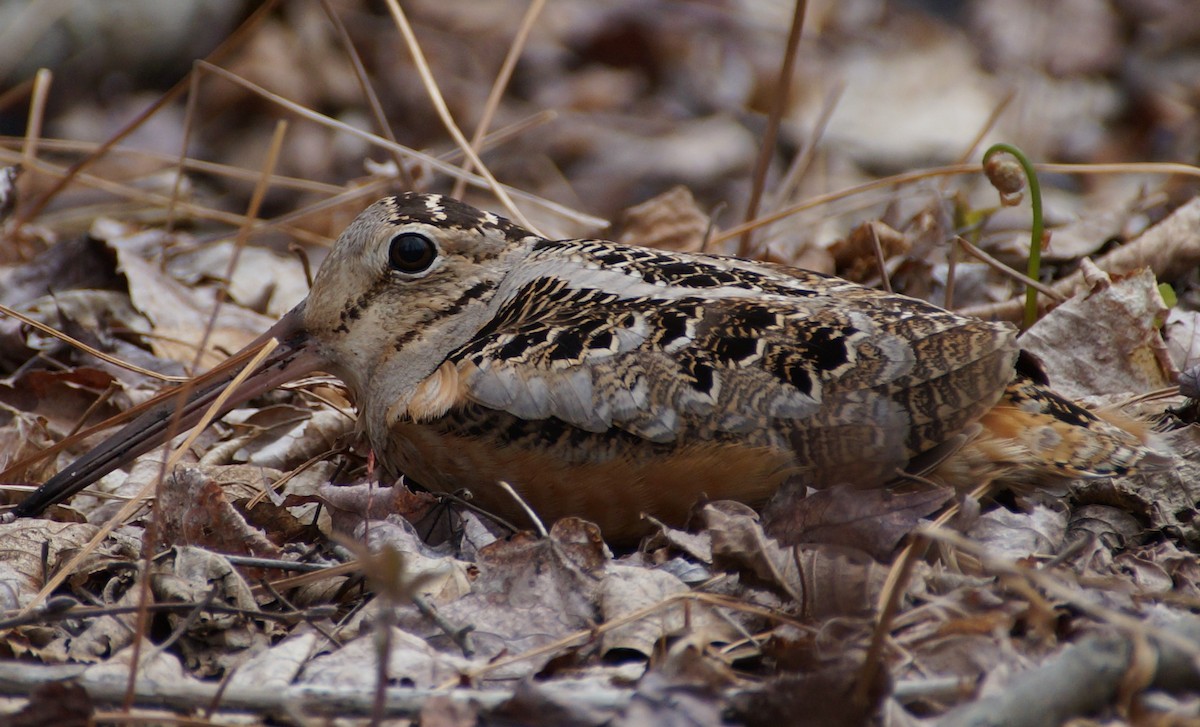 American Woodcock - ML334932581
