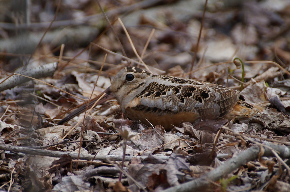 American Woodcock - ML334932631
