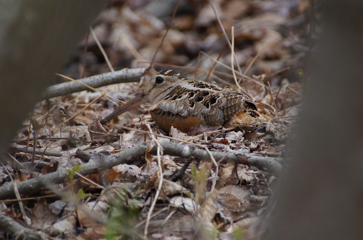 American Woodcock - ML334932651
