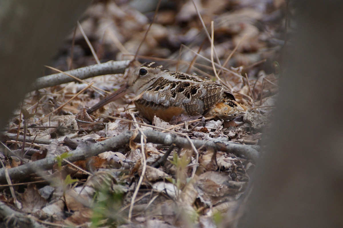 American Woodcock - ML334932661