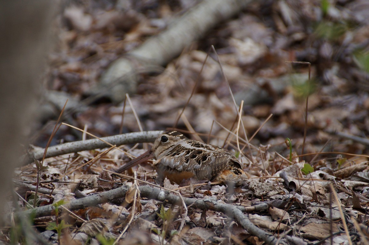 American Woodcock - ML334932711