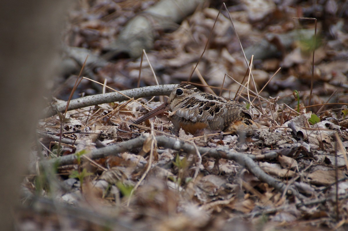 American Woodcock - ML334932791