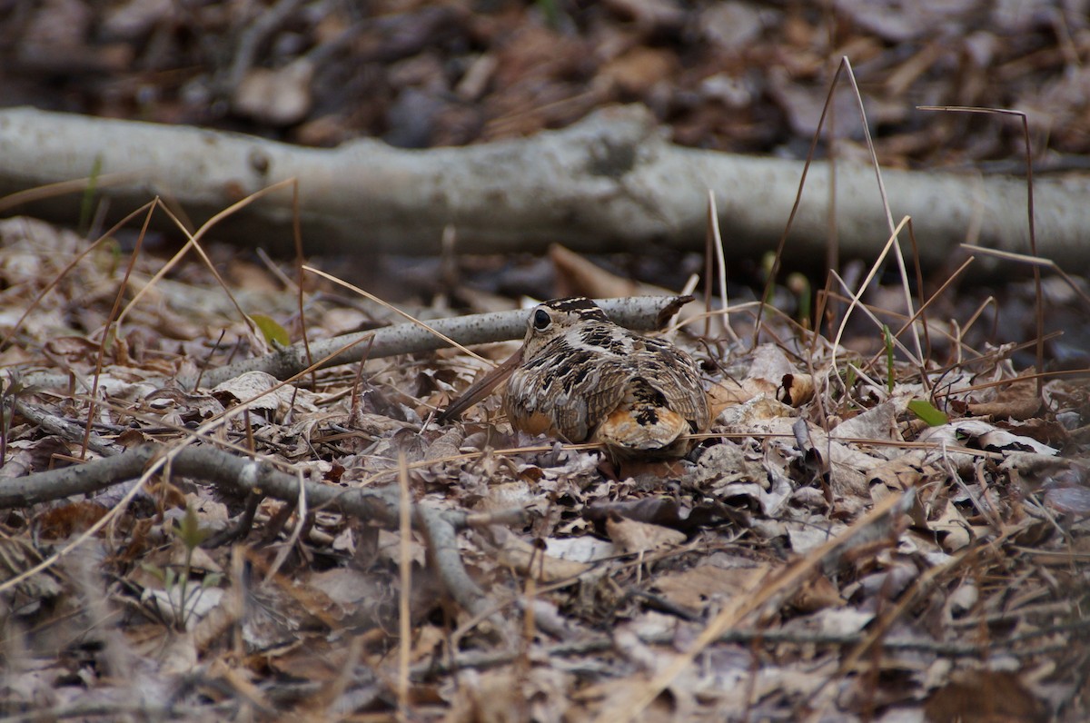 American Woodcock - ML334932821
