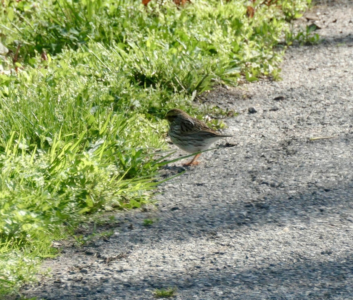 Savannah Sparrow - ML334932961