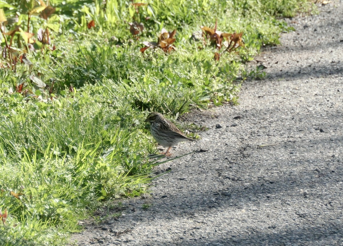 Savannah Sparrow - ML334932971