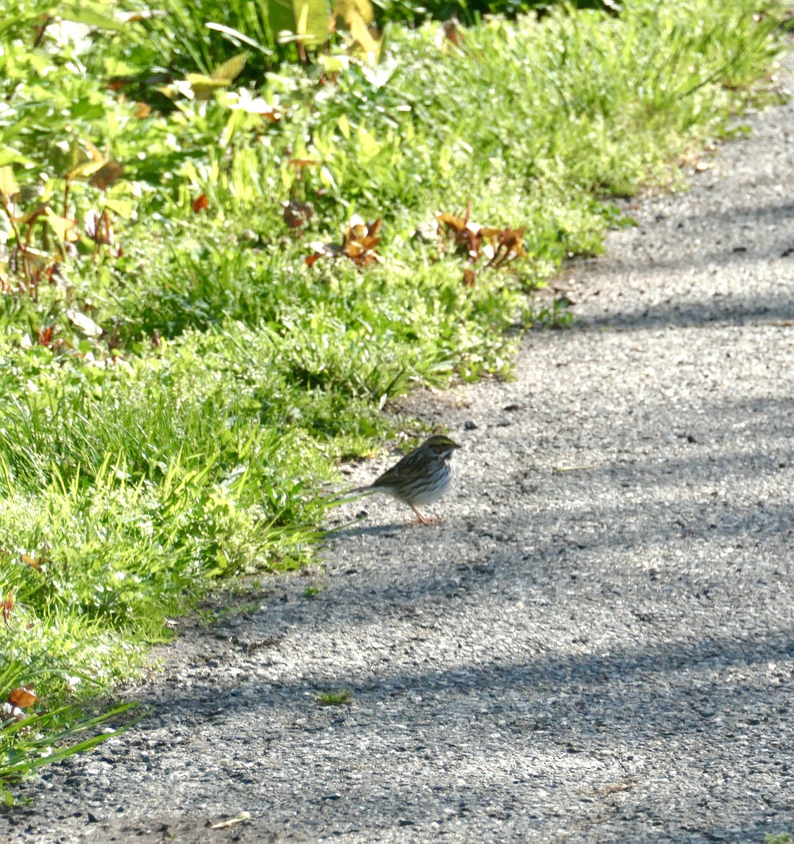 Savannah Sparrow - ML334932981