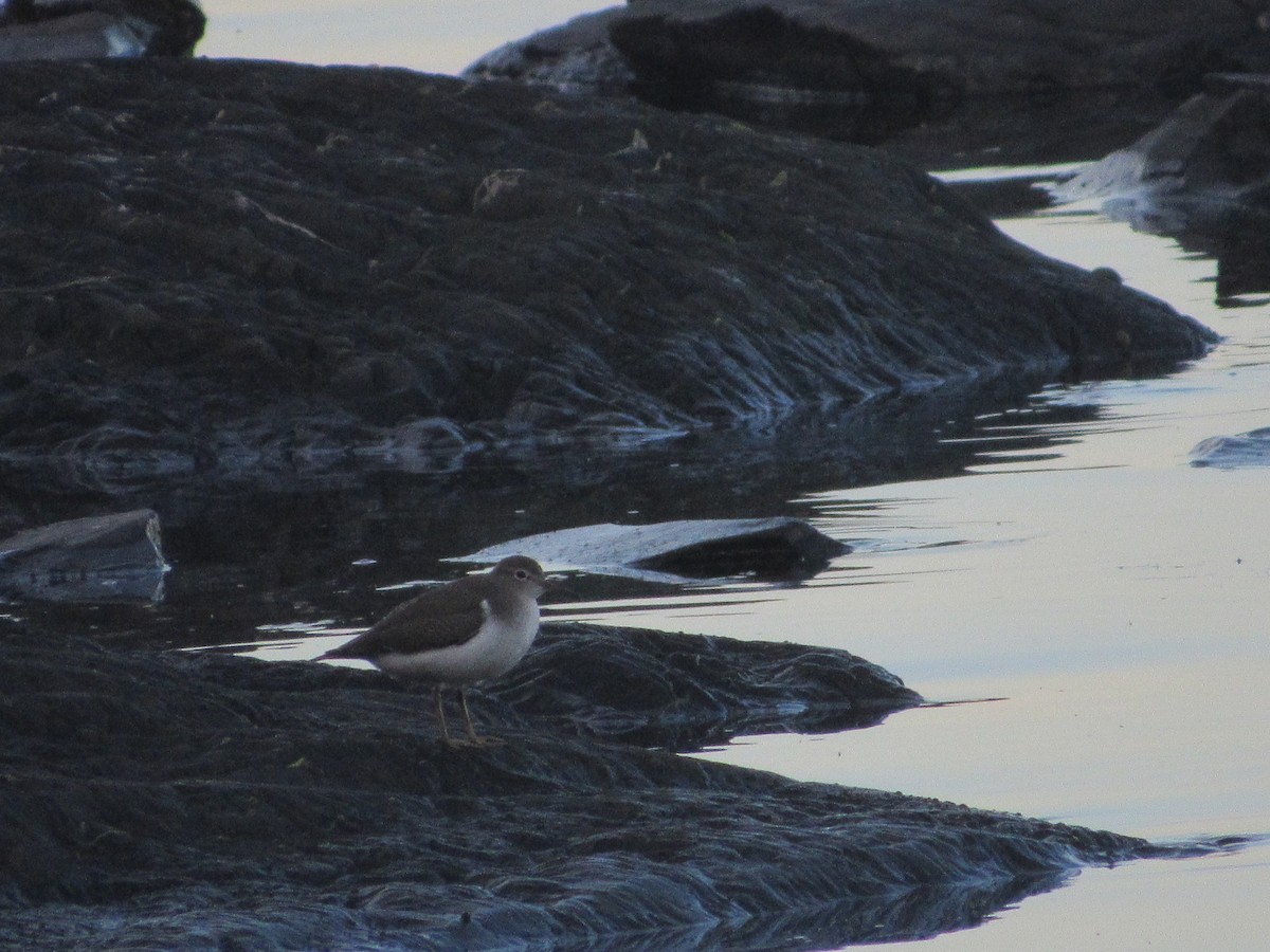 Spotted Sandpiper - ML33493361