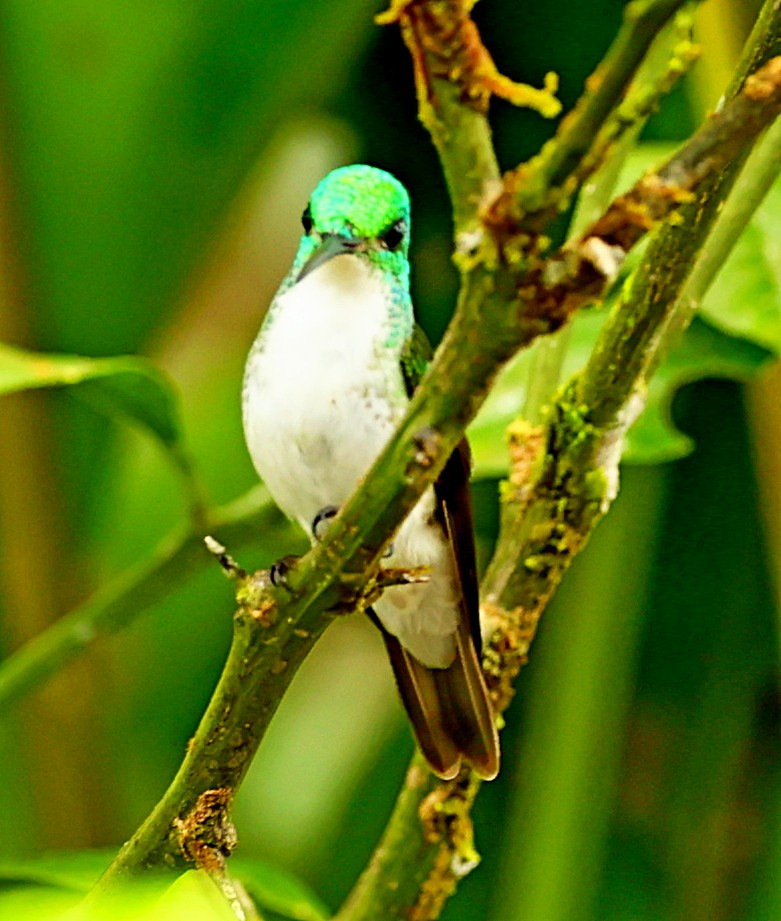 Andean Emerald - ML334933731