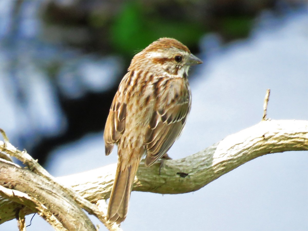 Song Sparrow - ML334933841