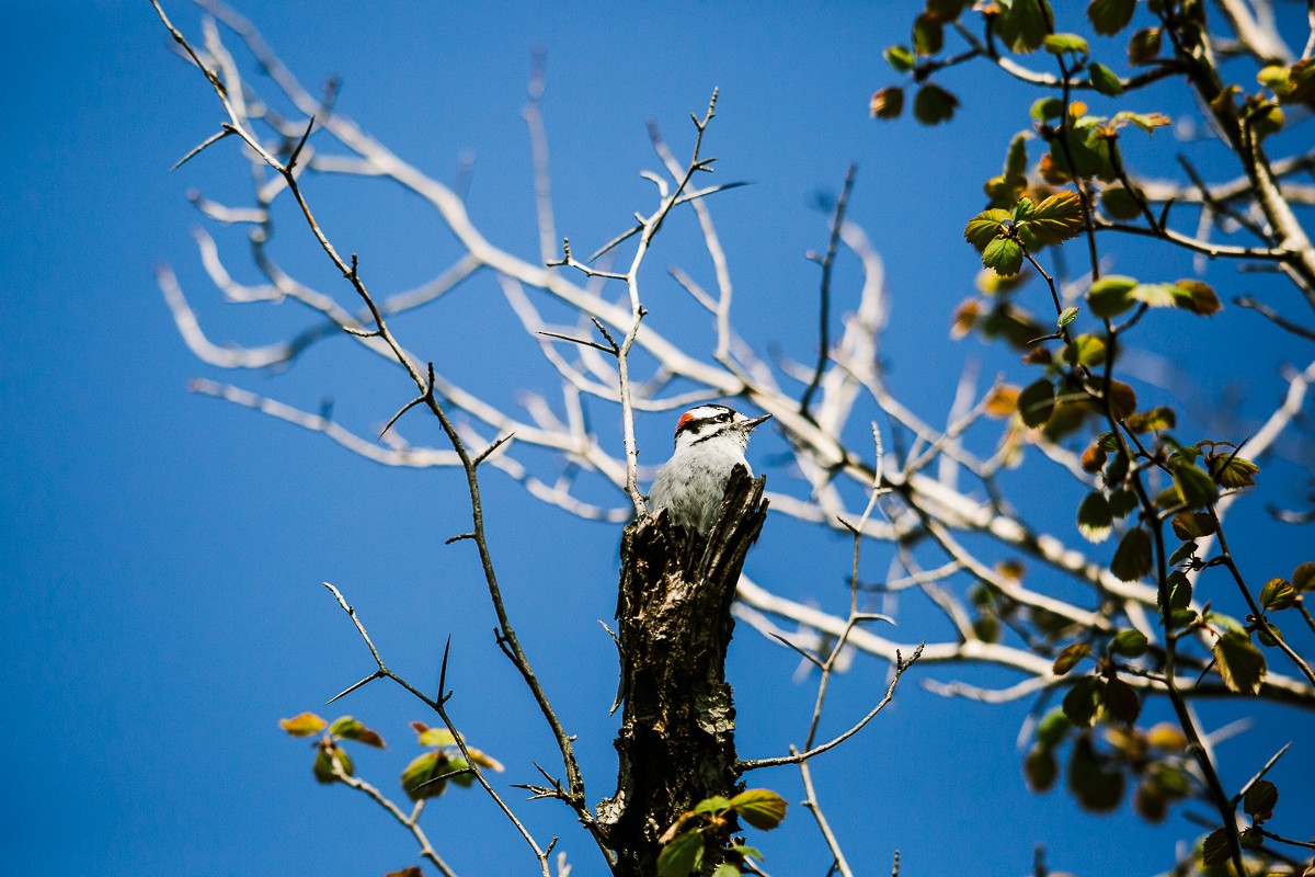 Downy Woodpecker - ML334934251