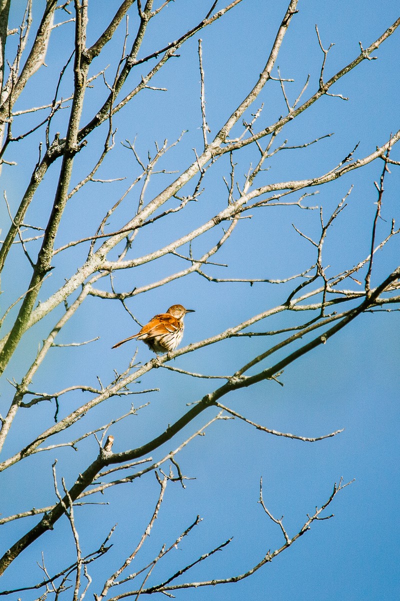 Brown Thrasher - ML334934331