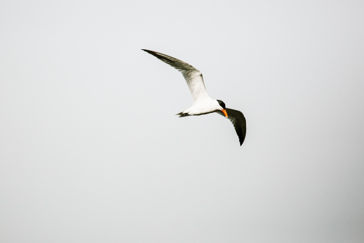 Caspian Tern - ML334934471