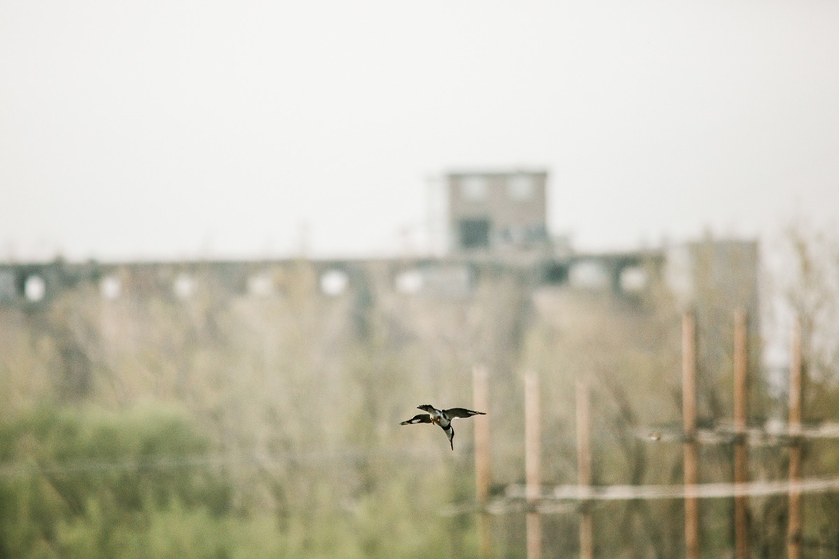 Belted Kingfisher - ML334934631