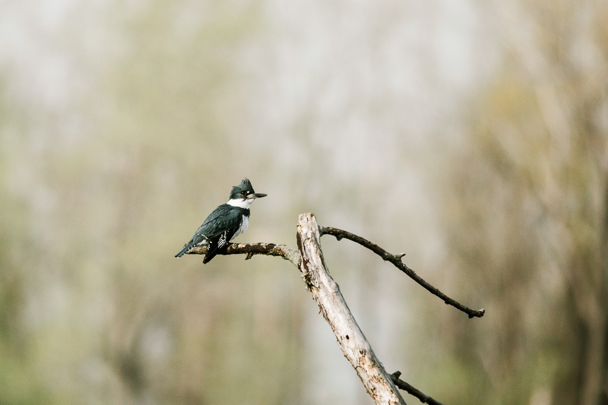 Belted Kingfisher - ML334934681