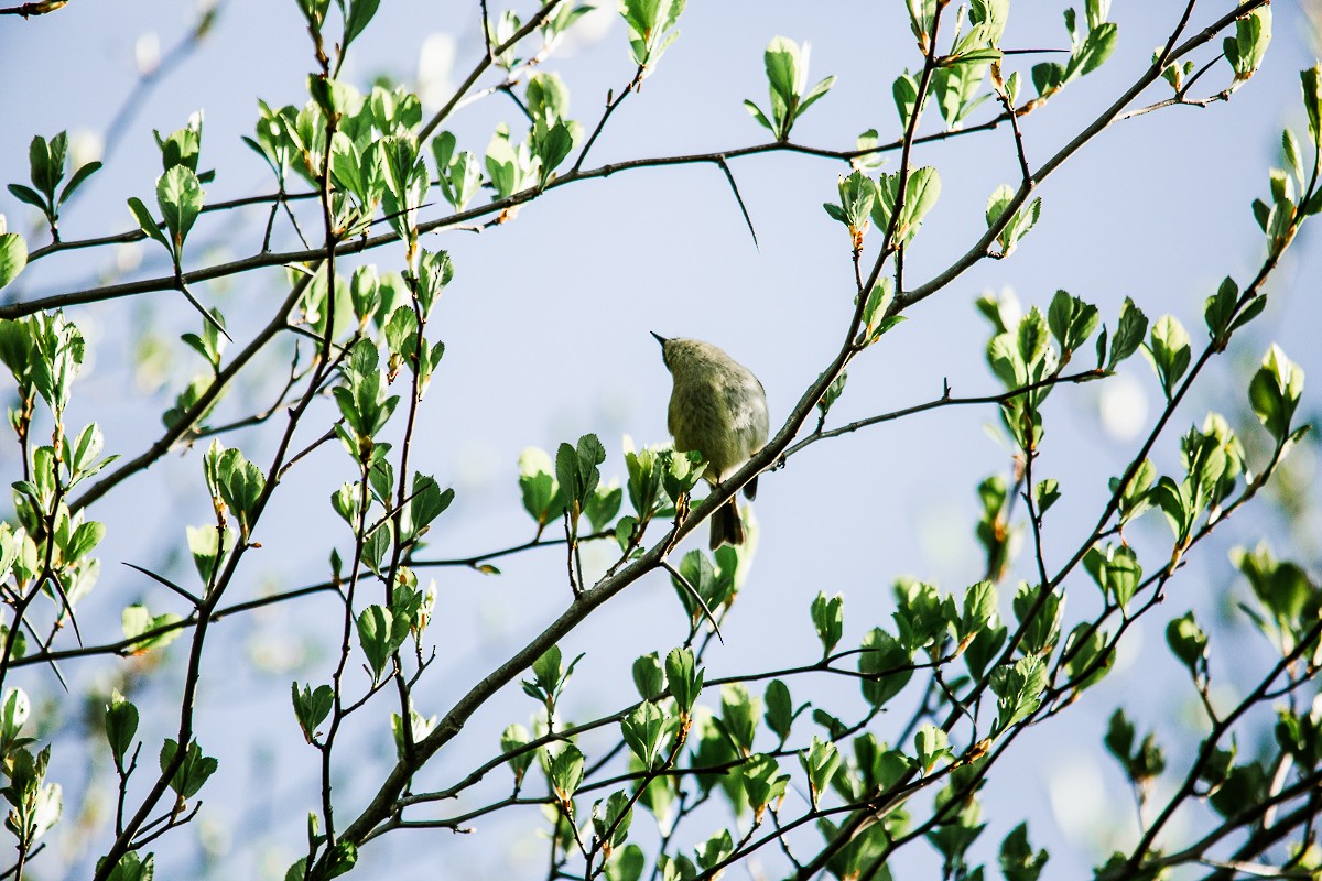 Ruby-crowned Kinglet - ML334934911