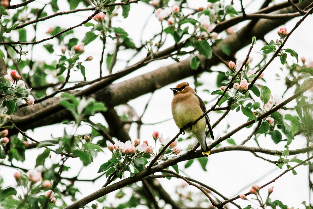 Cedar Waxwing - ML334934951