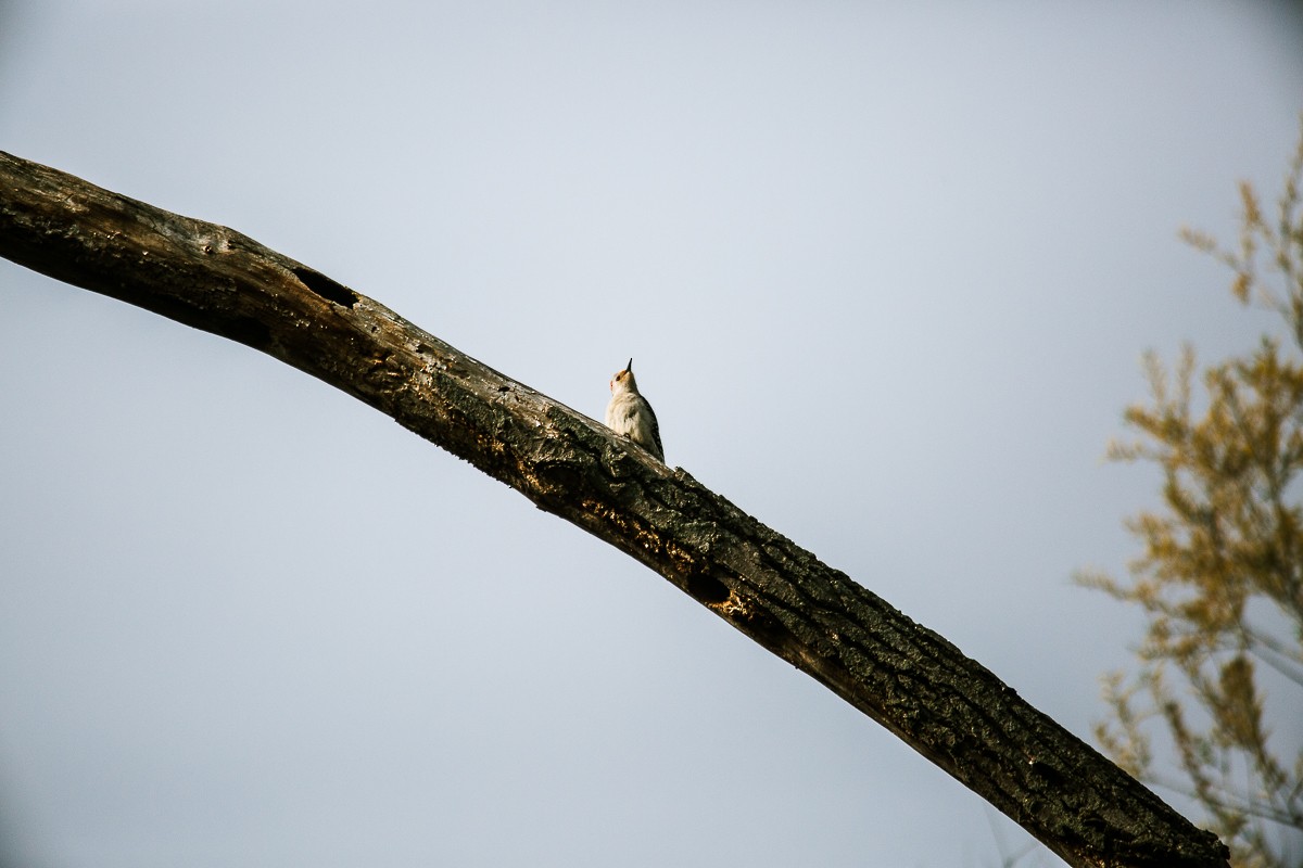Red-bellied Woodpecker - ML334935121
