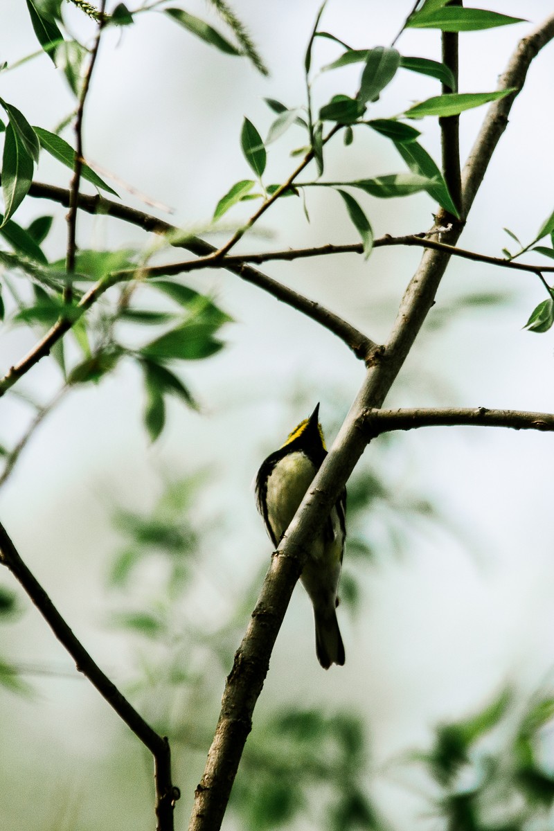 Black-throated Green Warbler - ML334935251