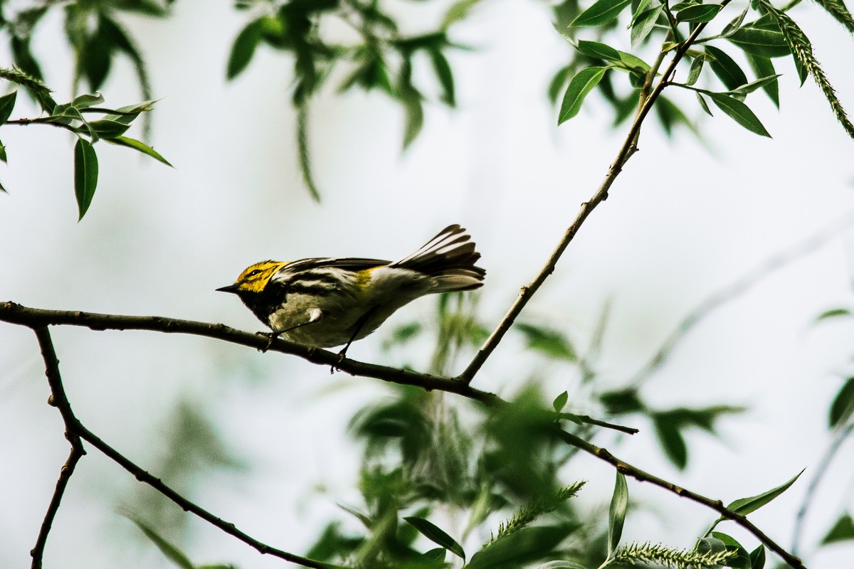 Black-throated Green Warbler - ML334935291