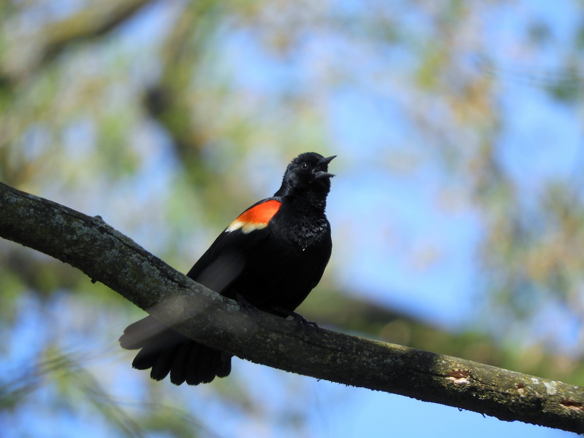 Red-winged Blackbird - ML334938071