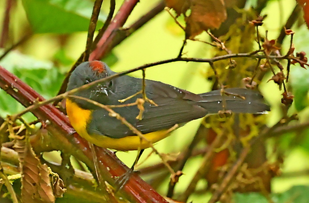 Slate-throated Redstart - ML334938411