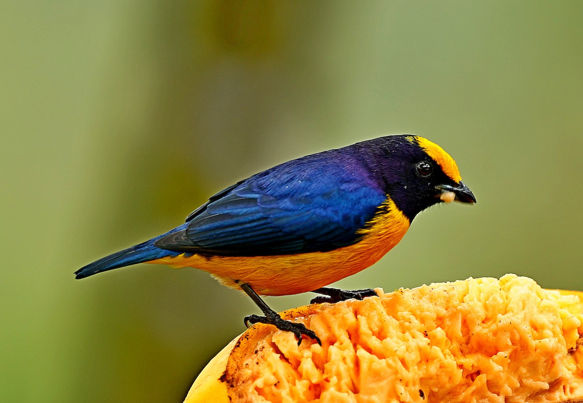 Orange-bellied Euphonia - ML334938881