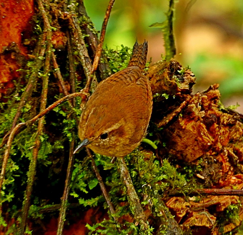 Mountain Wren - ML334940441