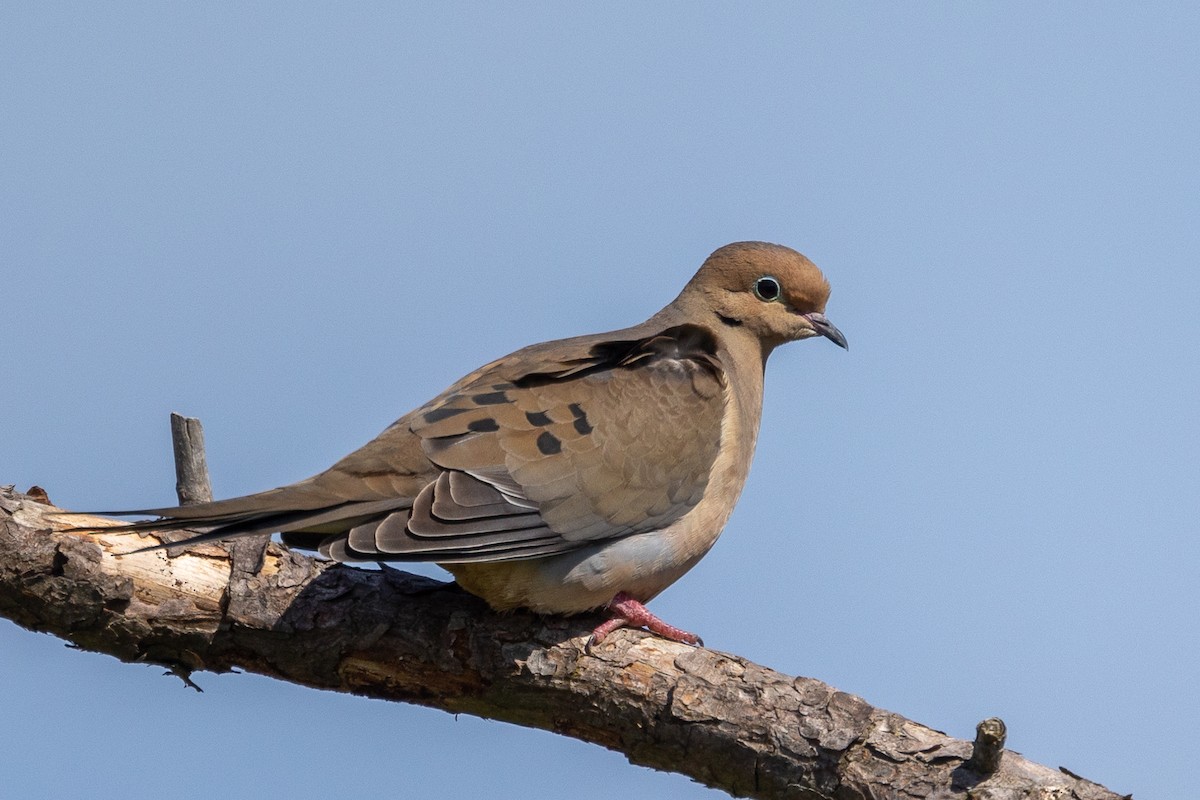 Mourning Dove - Steve McInnis