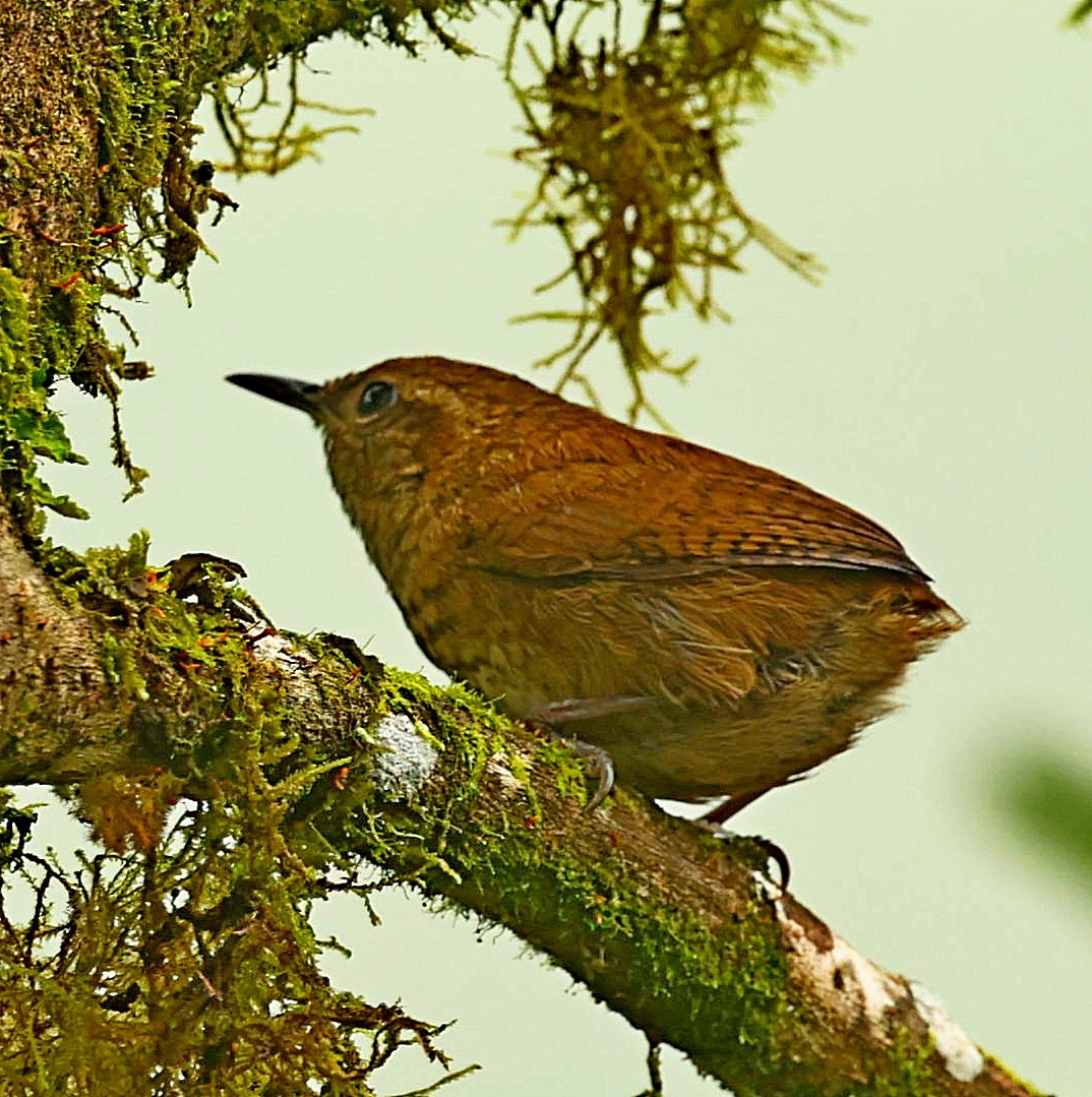 Mountain Wren - ML334941321