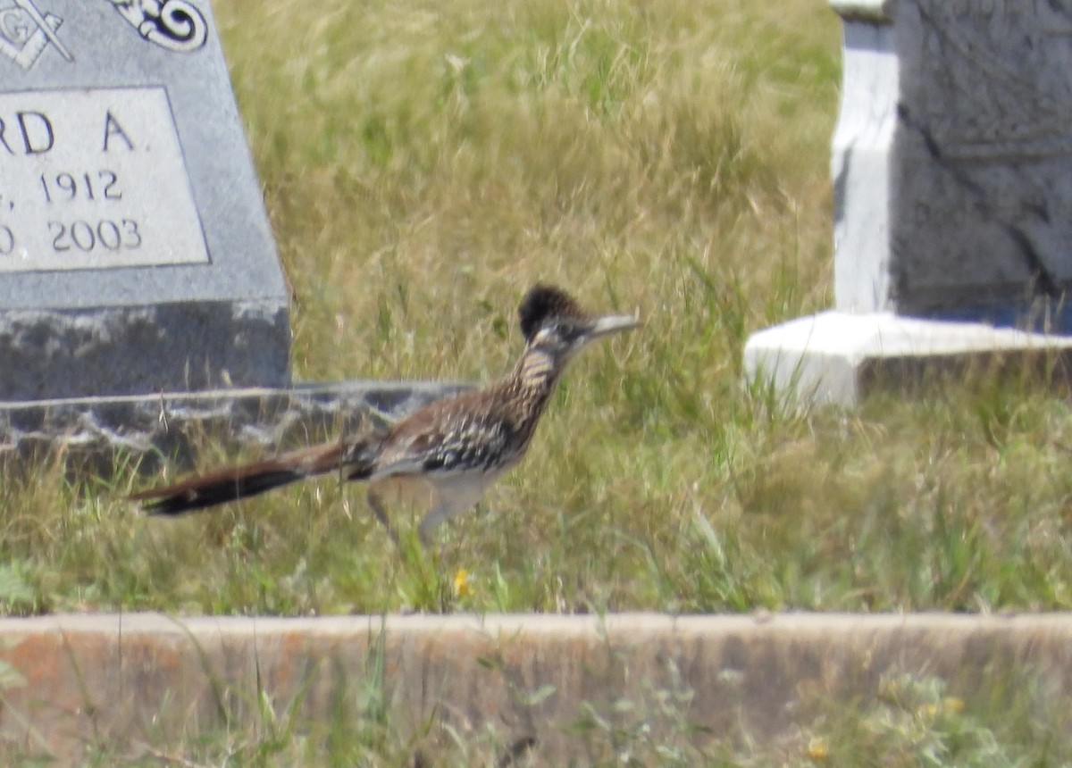 Greater Roadrunner - ML334942241