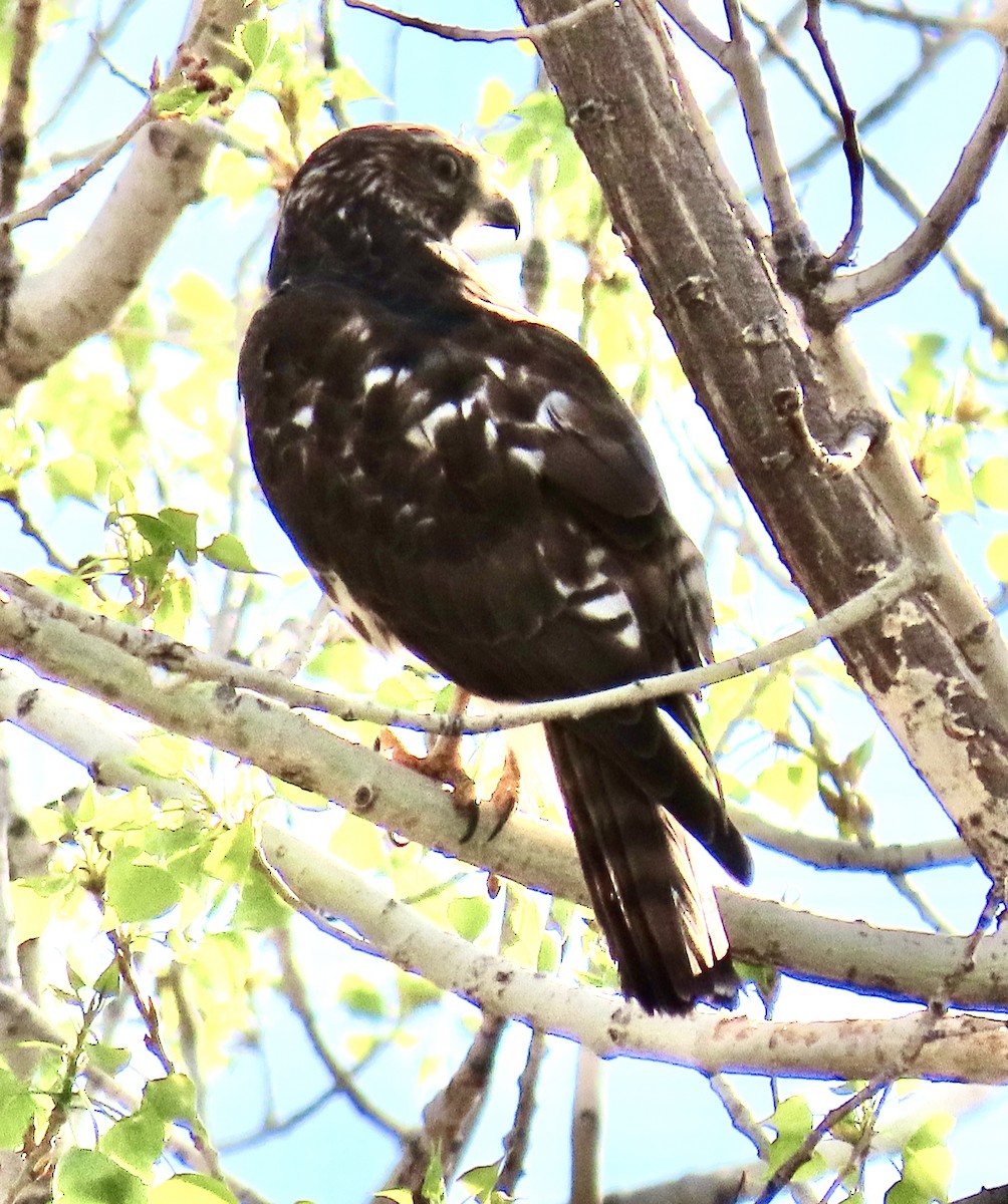 Broad-winged Hawk - ML334942851