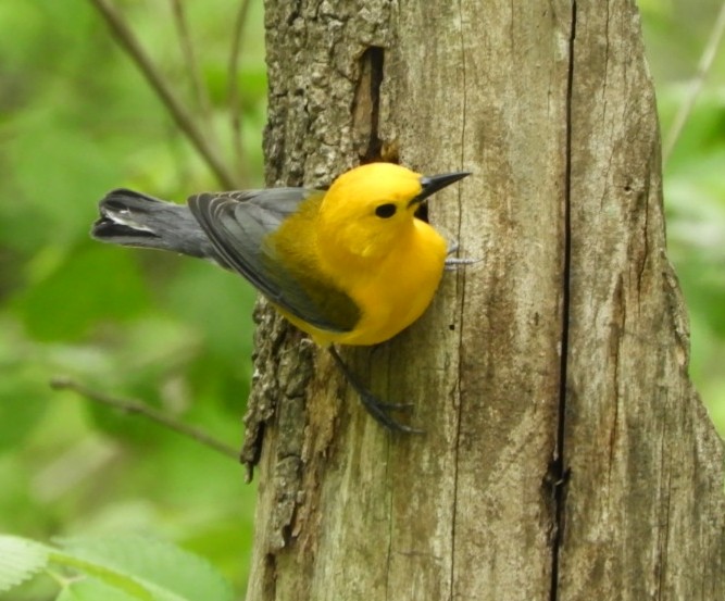 Prothonotary Warbler - ML334942911